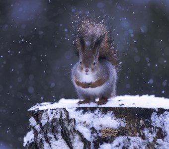 В снежном вихре