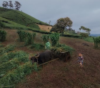 Сельскохозяйственные работы, или Фото о наблюдателях, которые наблюдали, как за ними наблюдают