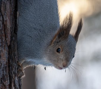 Белка - чудо кареглазое.