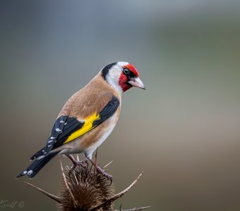 Подозрительность