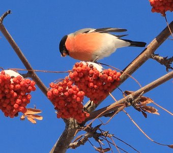 Красный в декабре