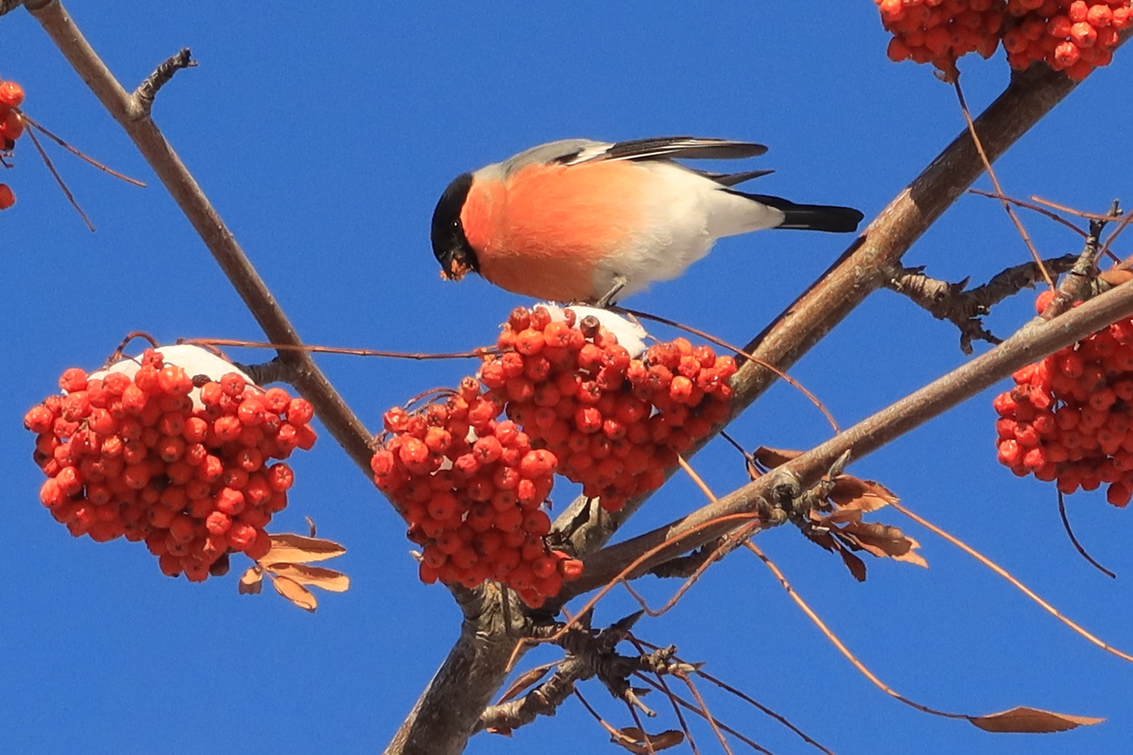 Красный в декабре