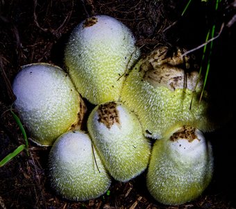 Овариелла шелковистая