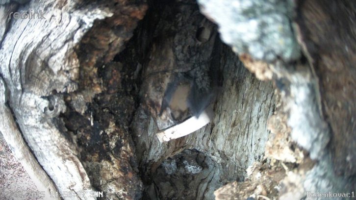 Фото: Sokobanjsko ekološko društvo