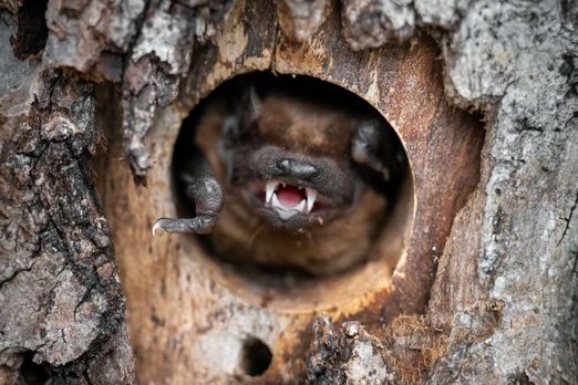 Летучие мыши заснули на одном дереве, а проснутся на другом