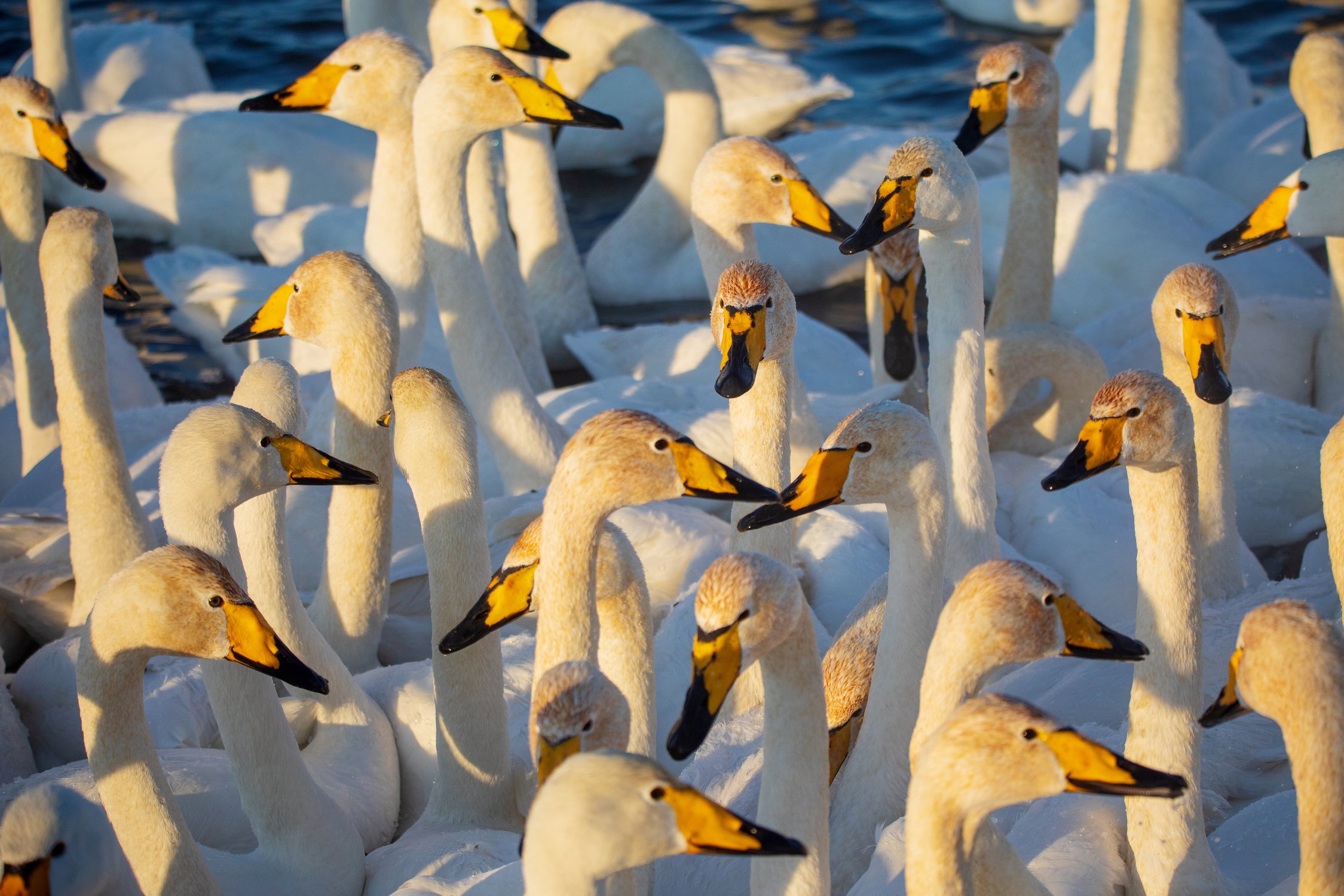 Птичье утро