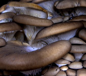 Вешенка устричная