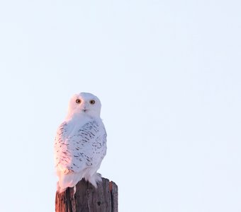 "Розовая" белая сова