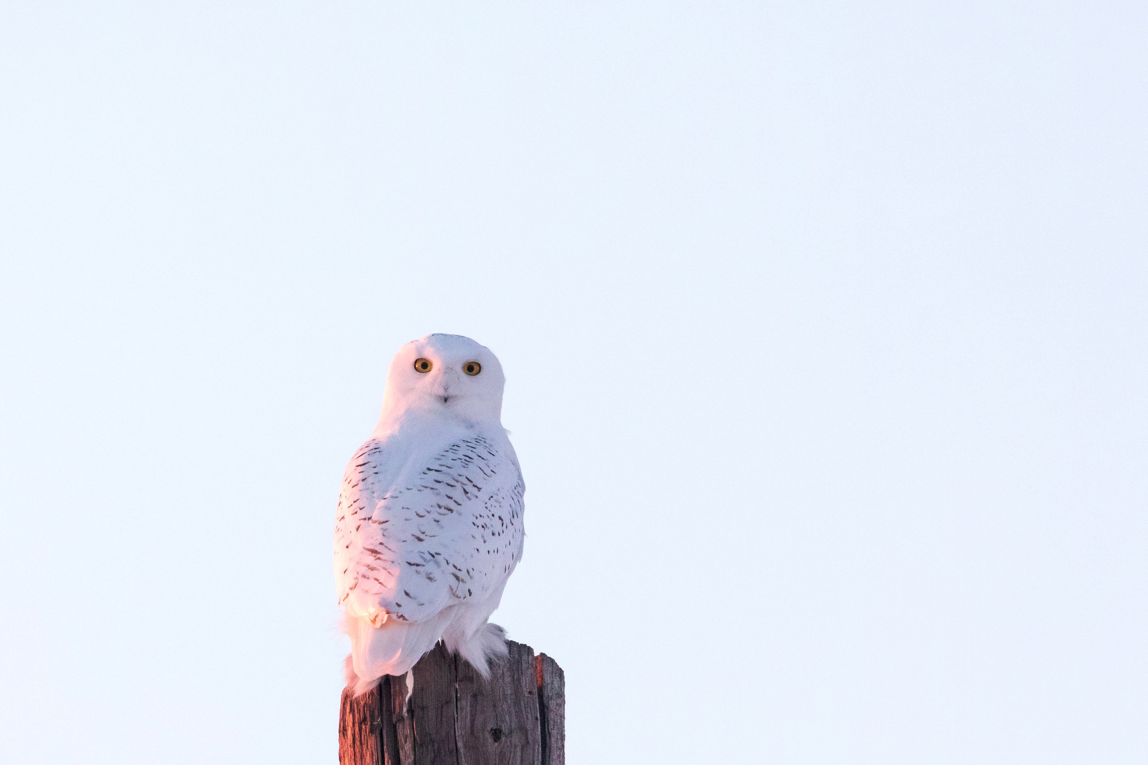 «Розовая» белая сова