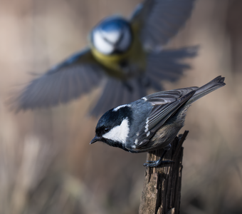 Московка (Periparus ater)