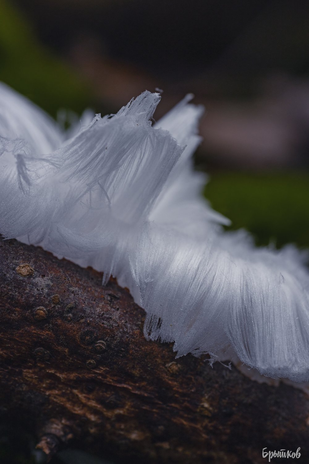 Ледяные волосы