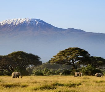 Снега Килиманджаро