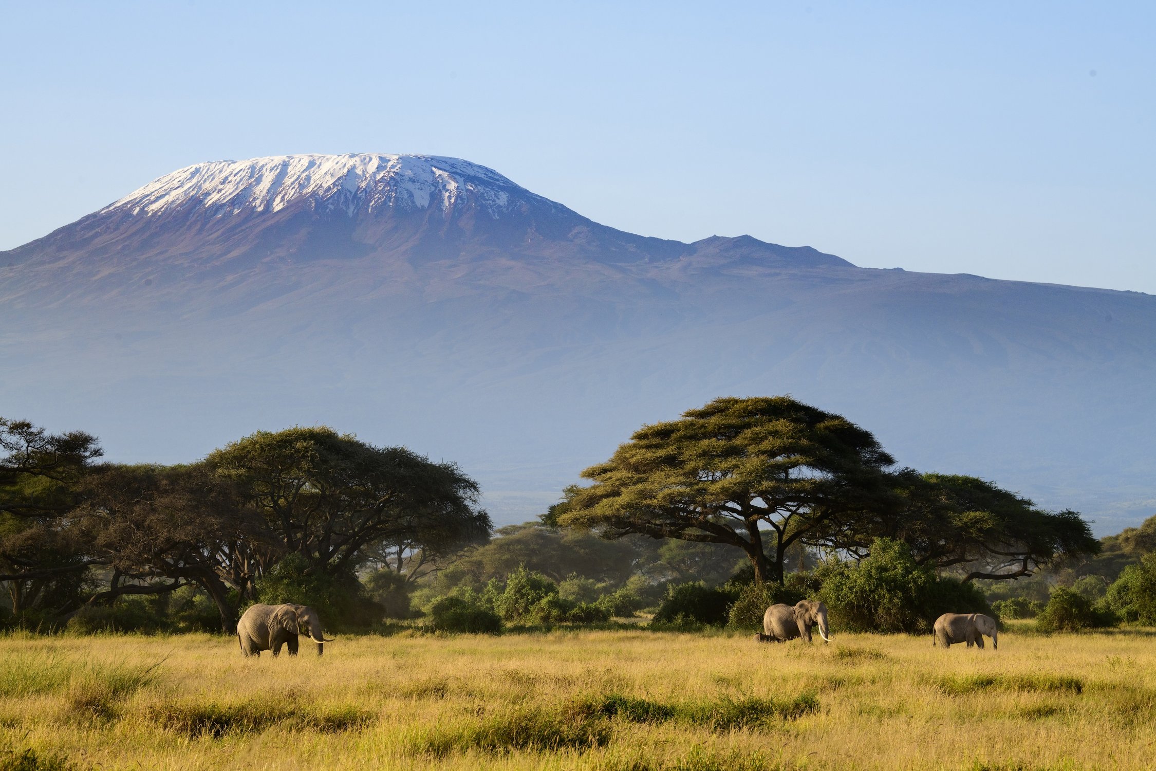 Снега Килиманджаро