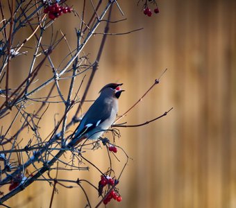 Ягода вкусна