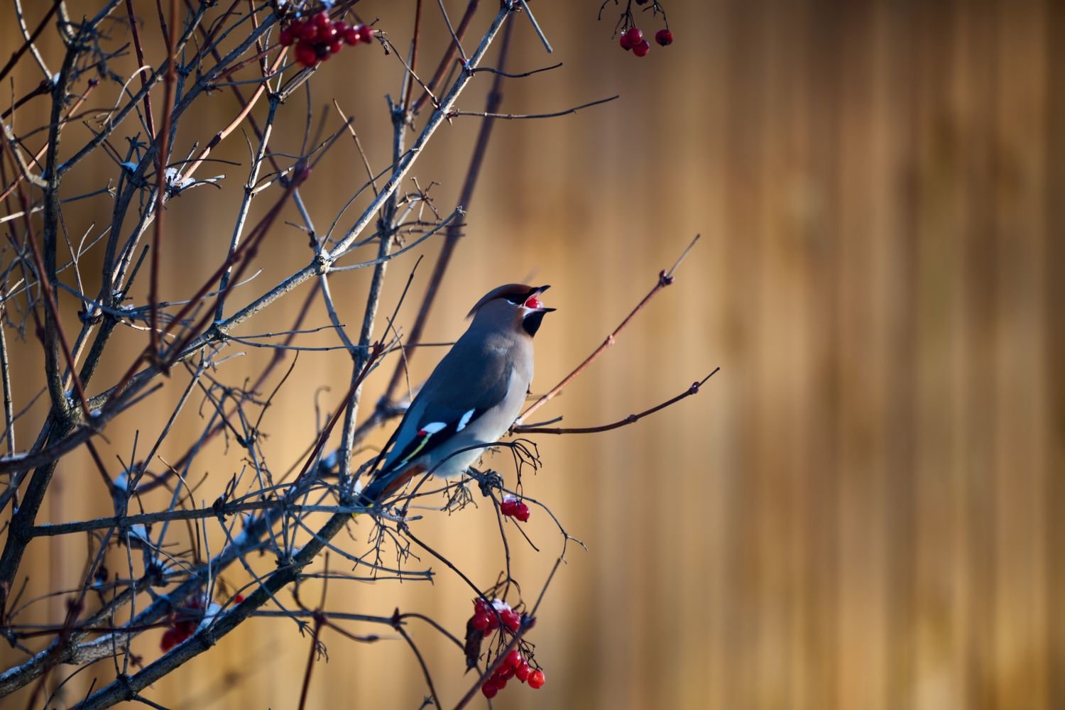 Ягода вкусна
