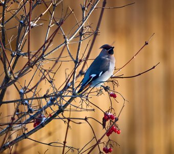 Свиристель и калина красная