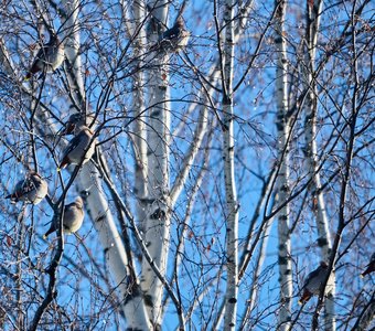 Свиристели