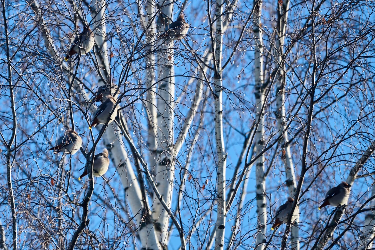 Свиристели