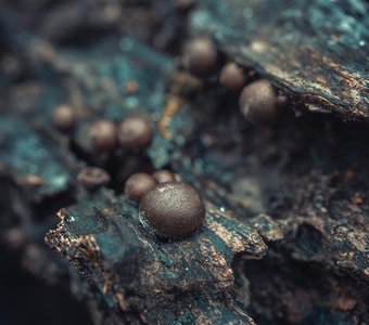 Ликогала древесинная