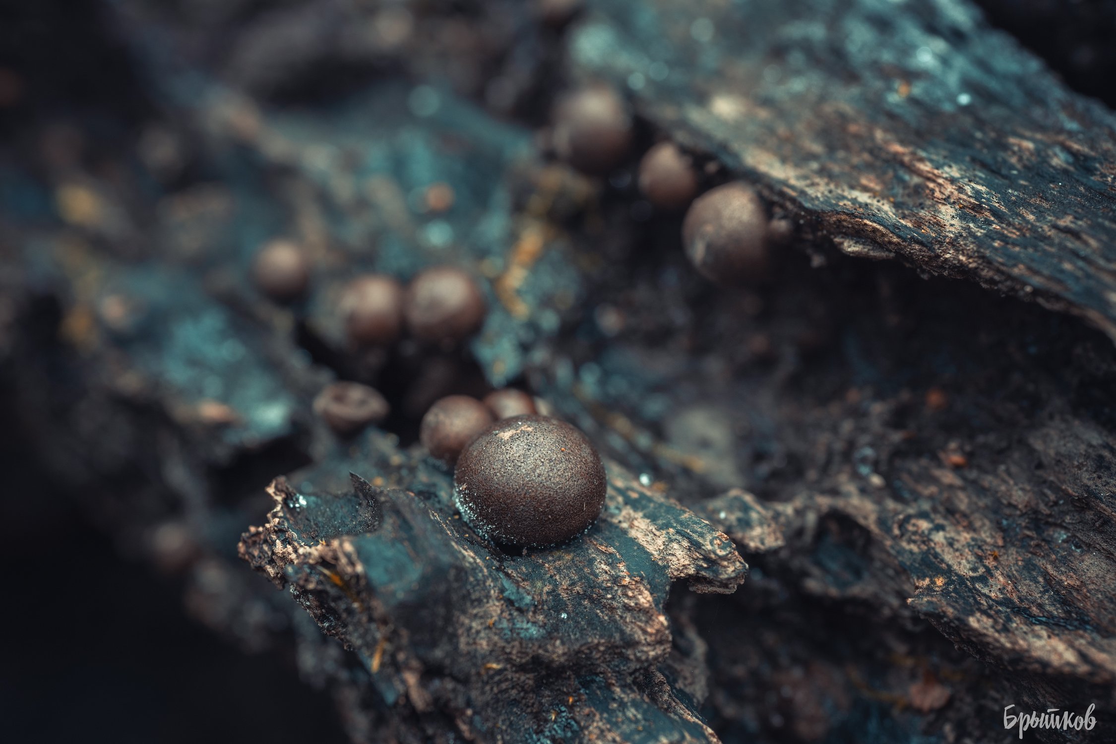 Ликогала древесинная