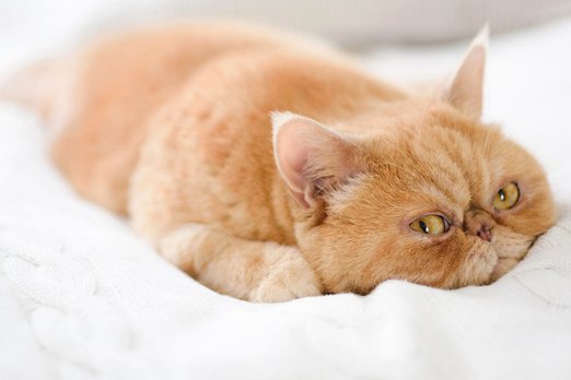 Мурлыканье как «паспорт» кошки: одомашнивание изменило кошачий язык