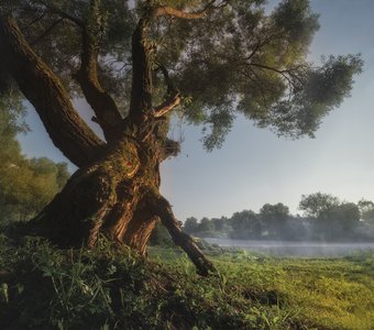 Древо жизни