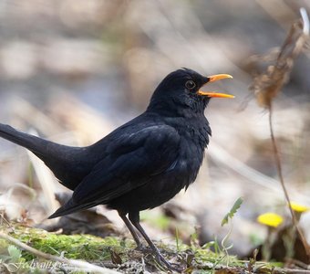 Расцветут цветочки в поле у ручья!