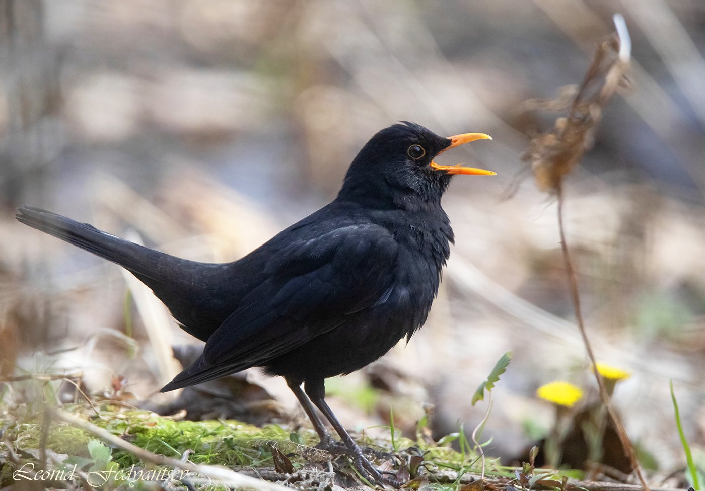 Расцветут цветочки в поле у ручья!