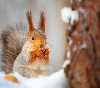 Лесная красавица