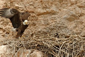 Орнитологи обнаружили орланов, которые «неправильно» летают