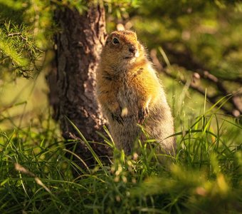 Камчатский суслик
