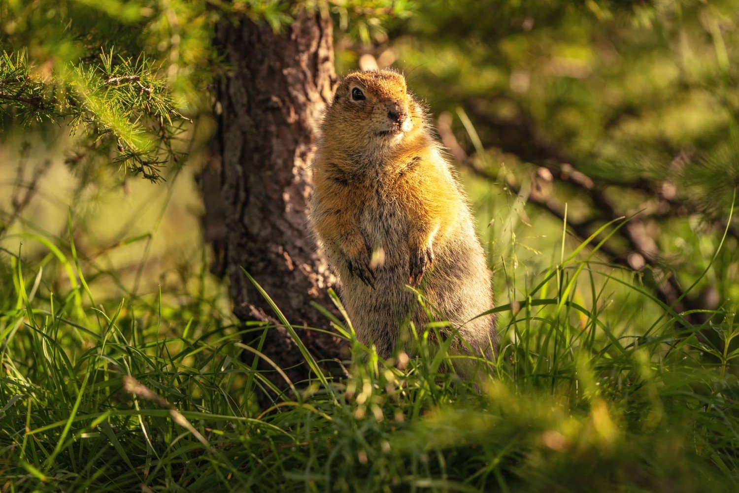 Камчатский суслик