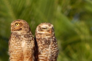 На круизном лайнере найдены сычи-безбилетники: теперь они отдыхают в Испании