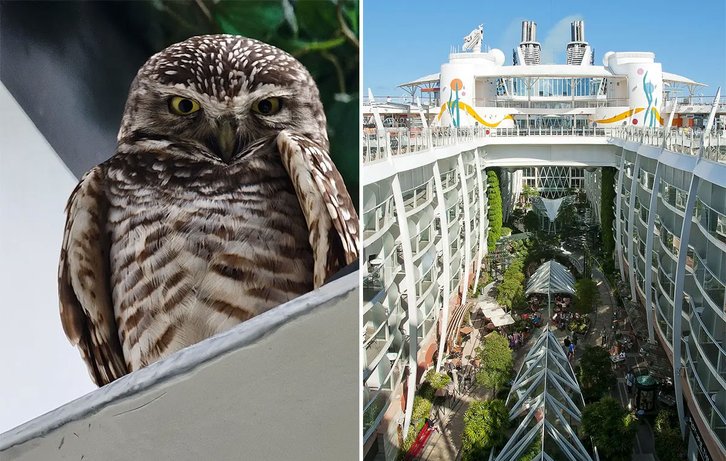 Фото: Royal Caribbean