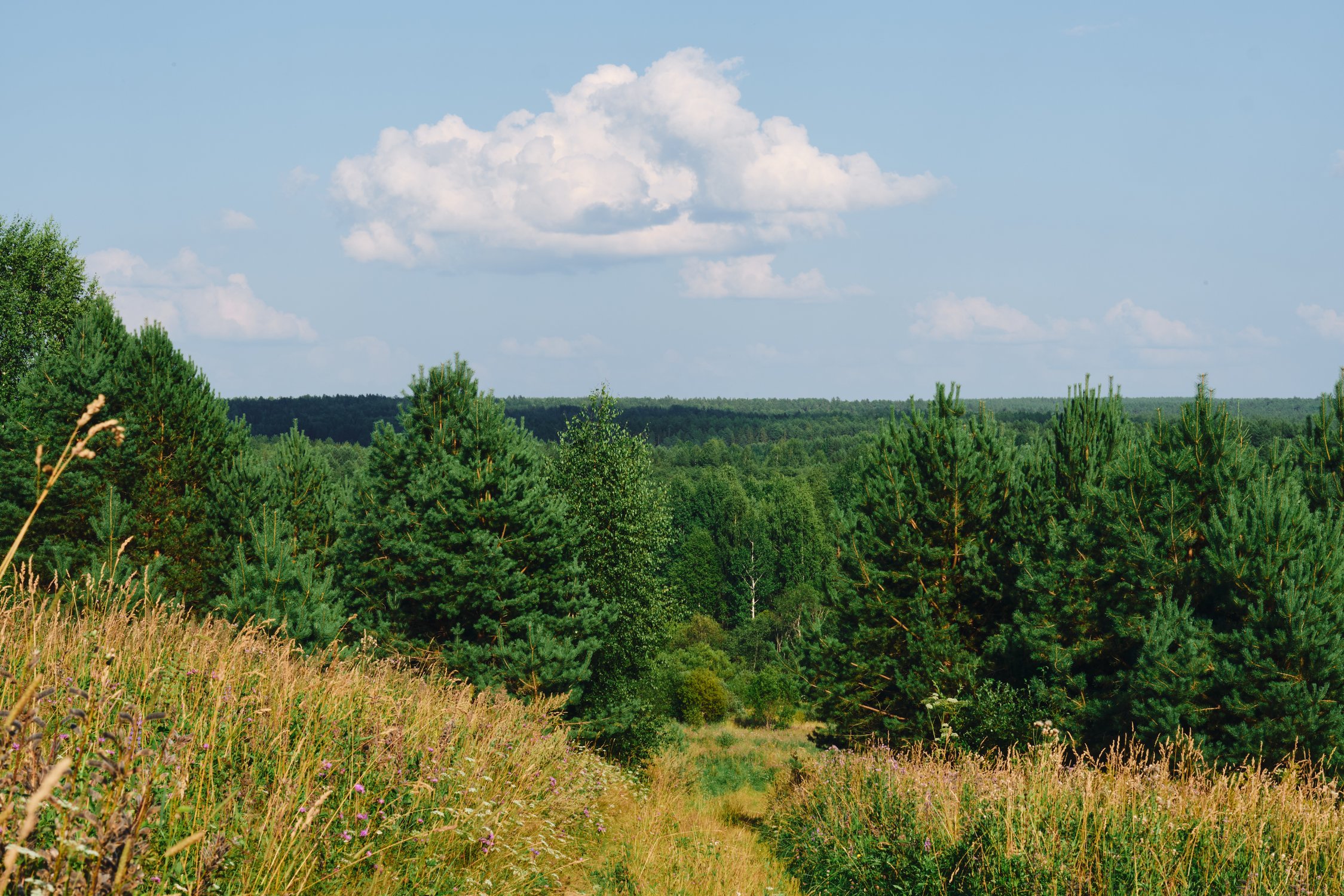 С чего начинается Родина