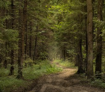 Лесная тропа