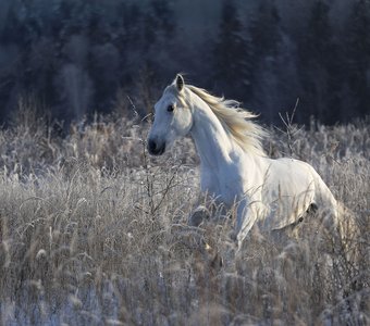 Белоснежный красавец