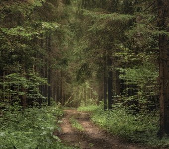 Лесная тропа