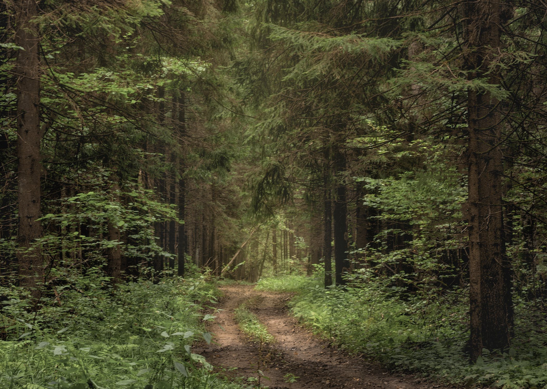 Лесная тропа