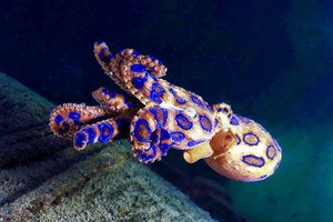 Игра с осьминогом чуть не закончилась гибелью туриста