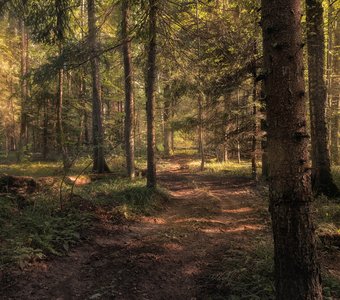 Лесная дорожка