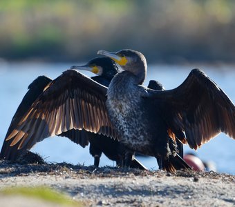 Спина к спине