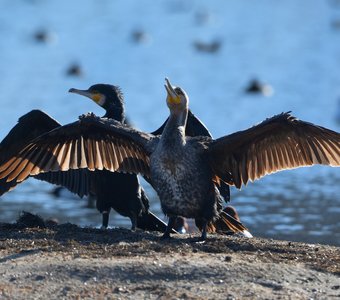 Солнечные ванны