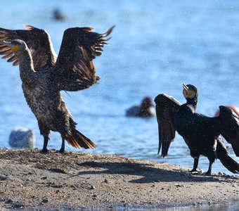 Брызги шампанского