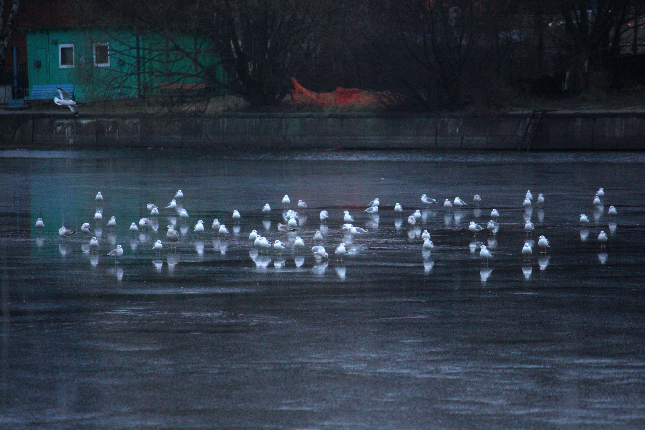 Чайки на льду