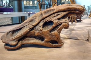 Утконосые великаны: динозавры, жившие стадами в десять тысяч голов