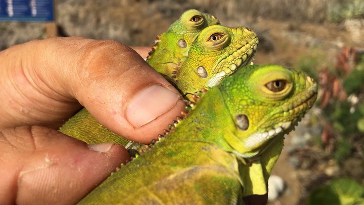 Фото: Anguilla National Trust