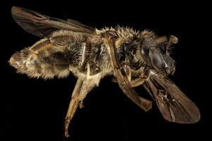 Древние пчелы сделали роддом из скелетов животных