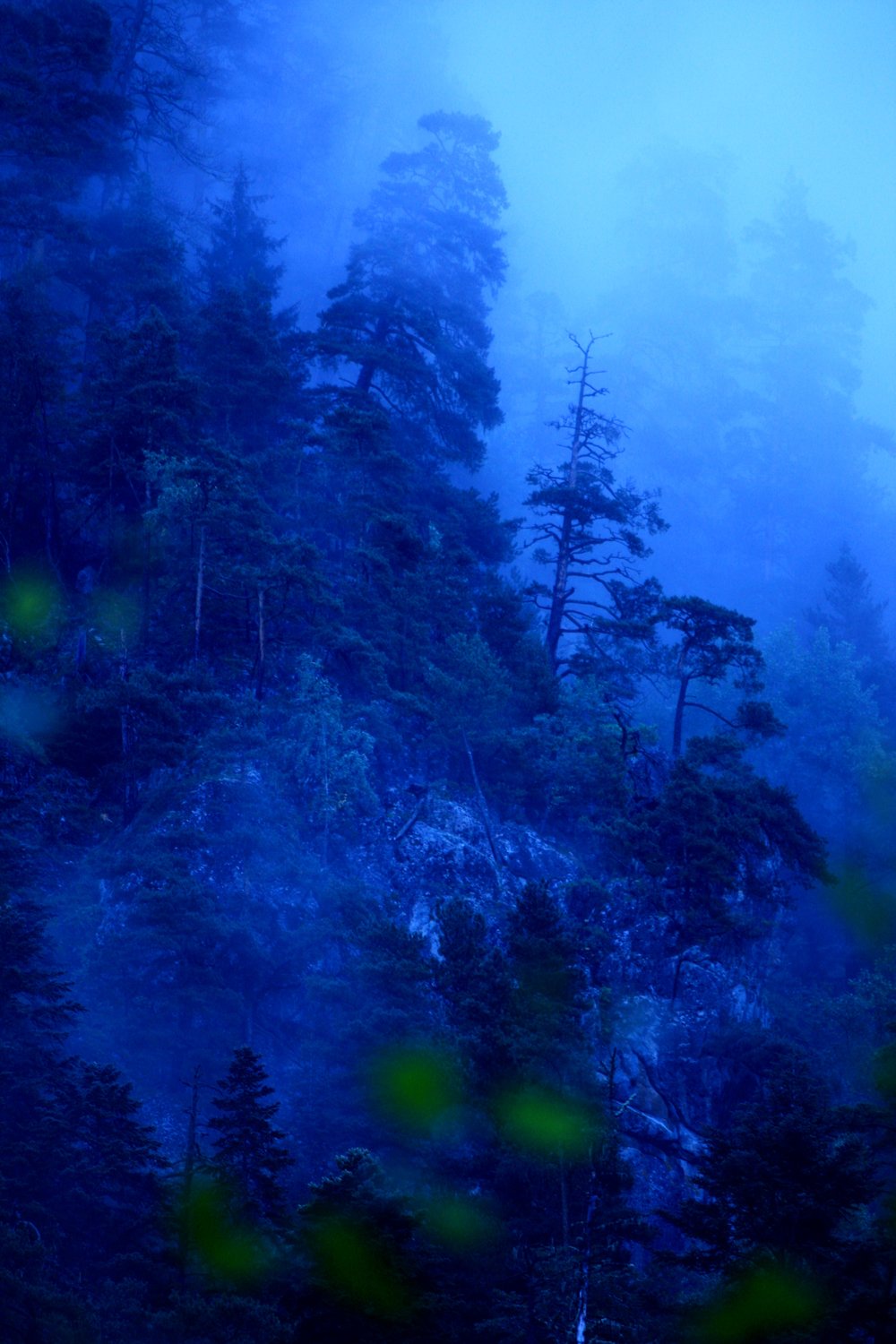 Лесные дали