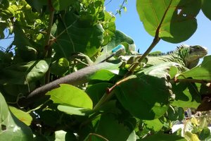 Пустынный необитаемый остров смогли превратить в тропический рай